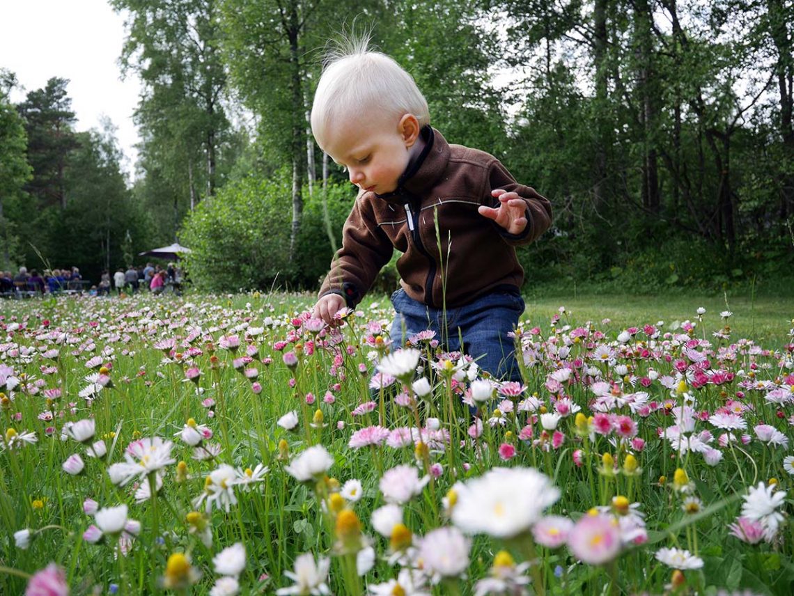 Elis, midsommar 2014.
