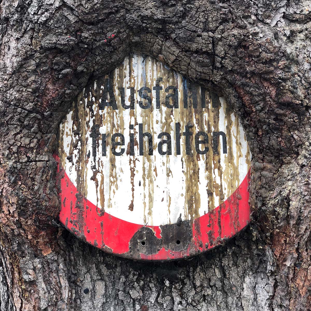 Vägskylt i träd, Salzburg