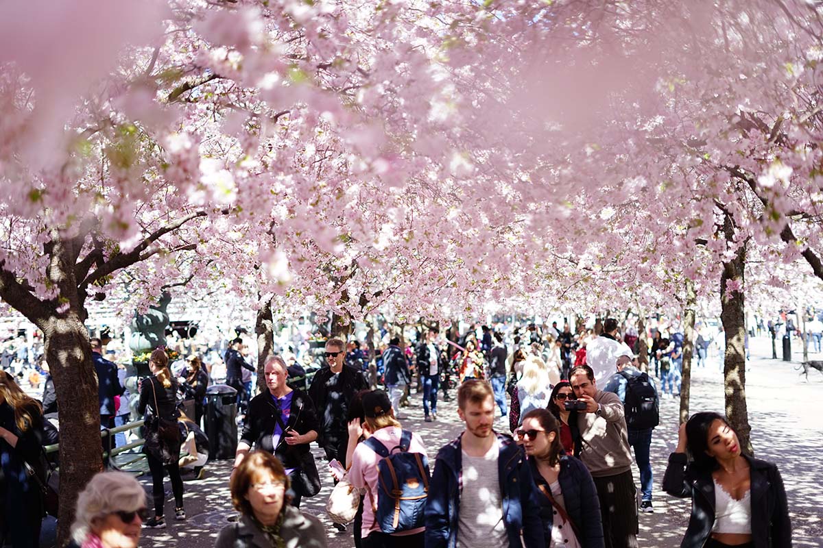 Körsbärsblomningen i Kungsträdgården