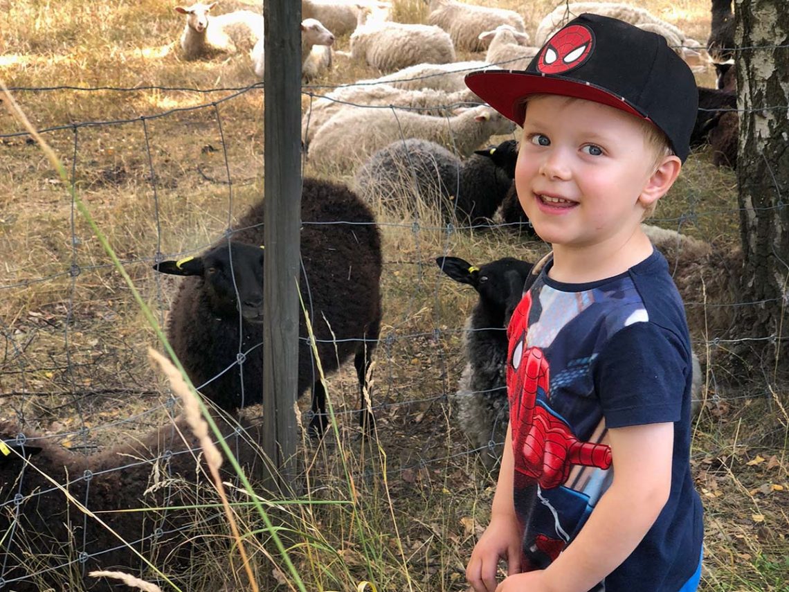Folke vid Bergshamras betande får