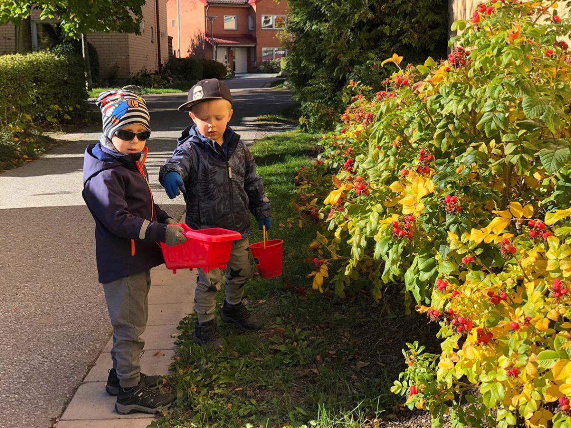 Elis och Folke plockar nypon