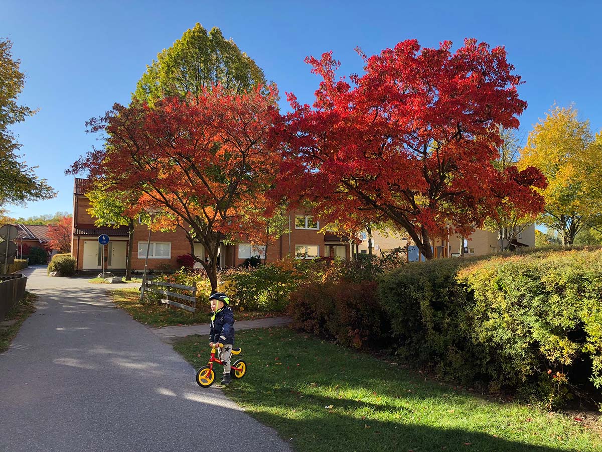 Folke med sin springcykel under röda och gula höstträd