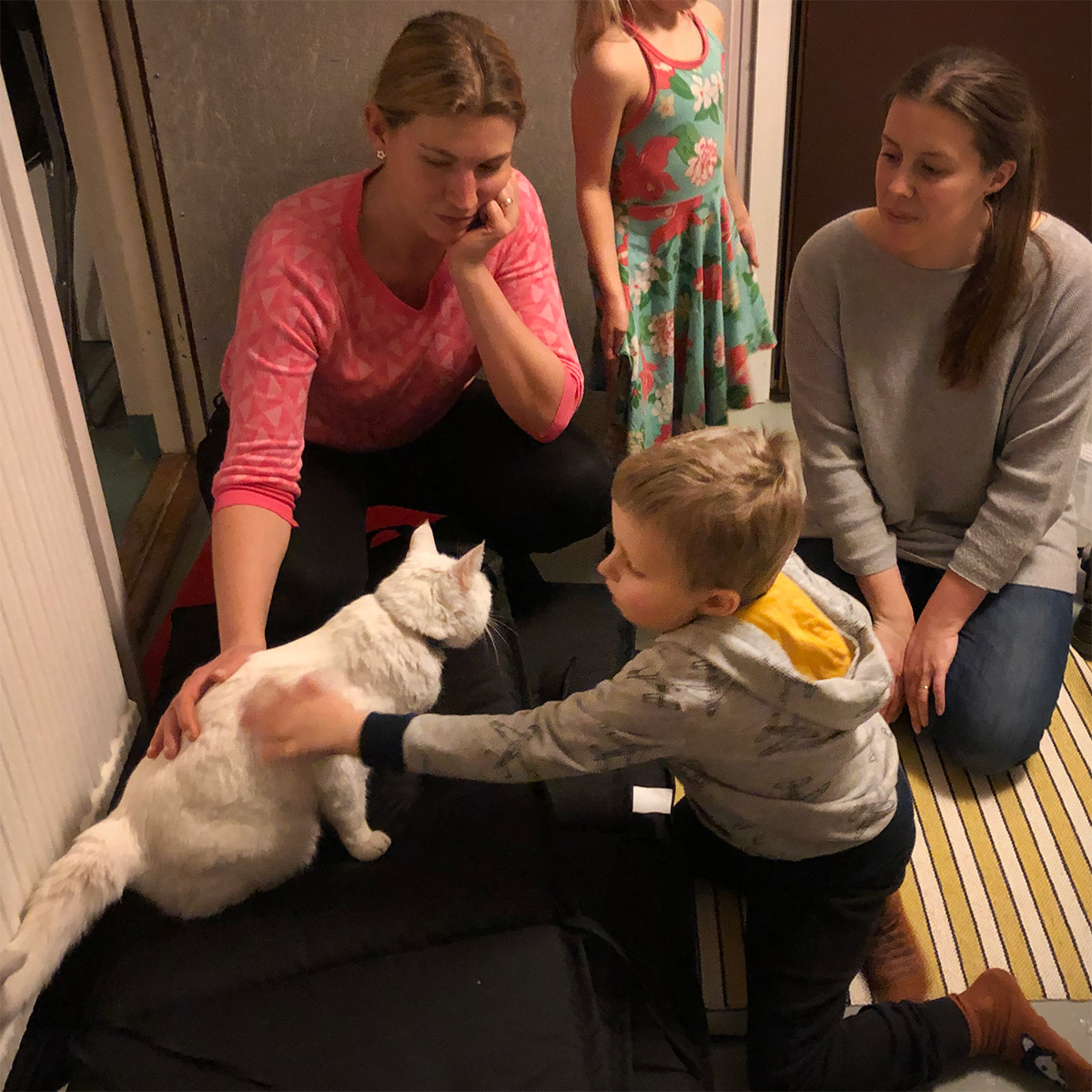 Elis klappar en vit katt