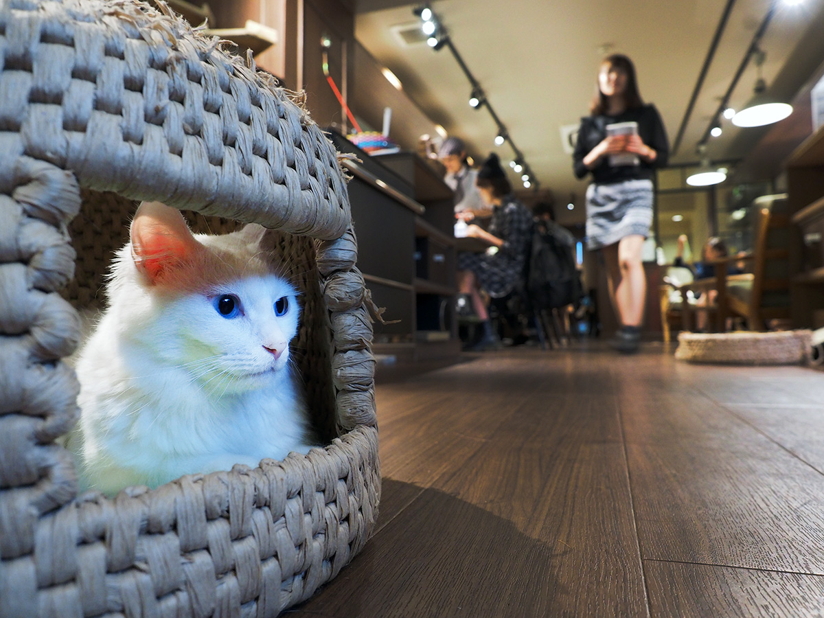 Japansk kattkafé-katt i en korg