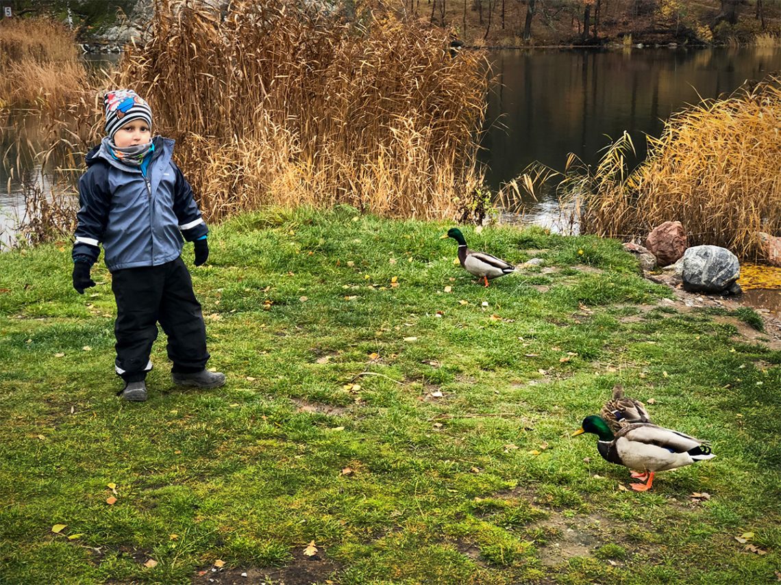 Elis tittar på änder